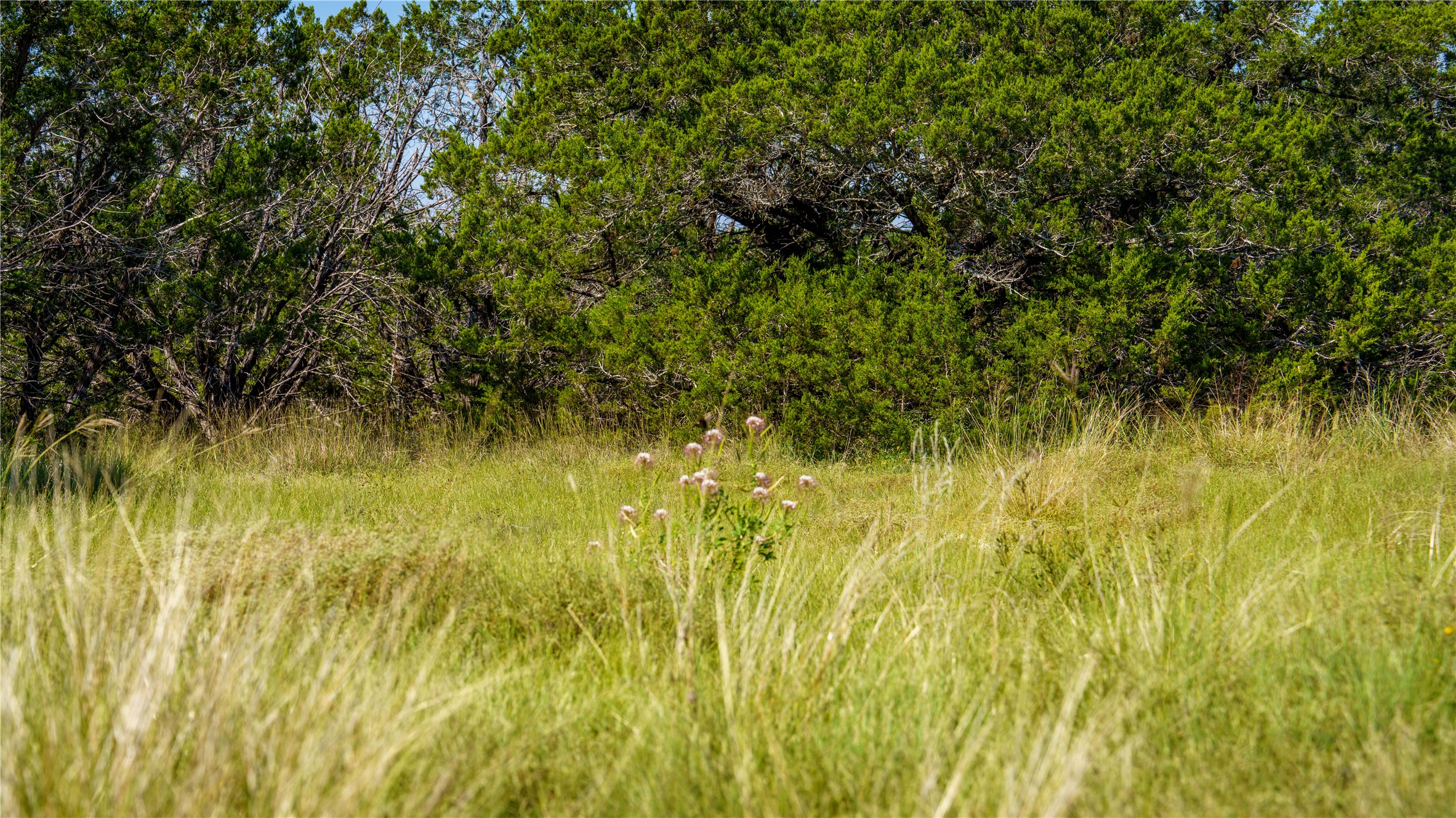 150 Henderson Branch Road West Ingram, TX 78025 - Photo 13 of 27 View of local wilderness