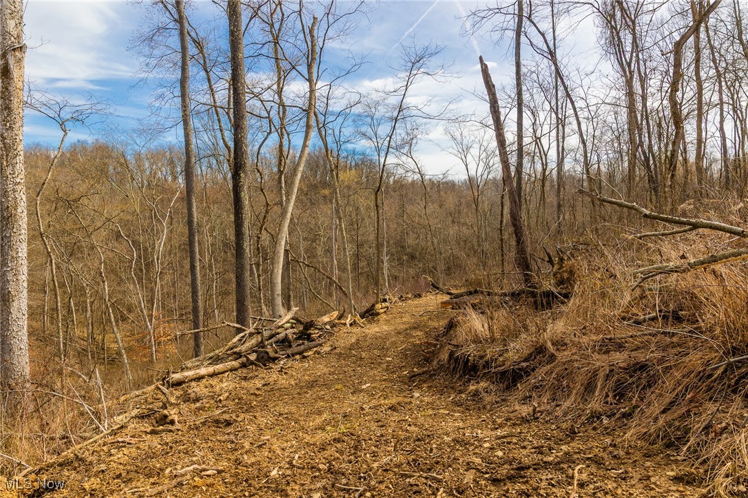 106 Township Road Rayland, OH 43943 - Photo 21 of 48 View of local wilderness featuring a wooded view