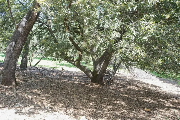 $497,000 | 11570 Quail Court, Pine Grove, CA 95665