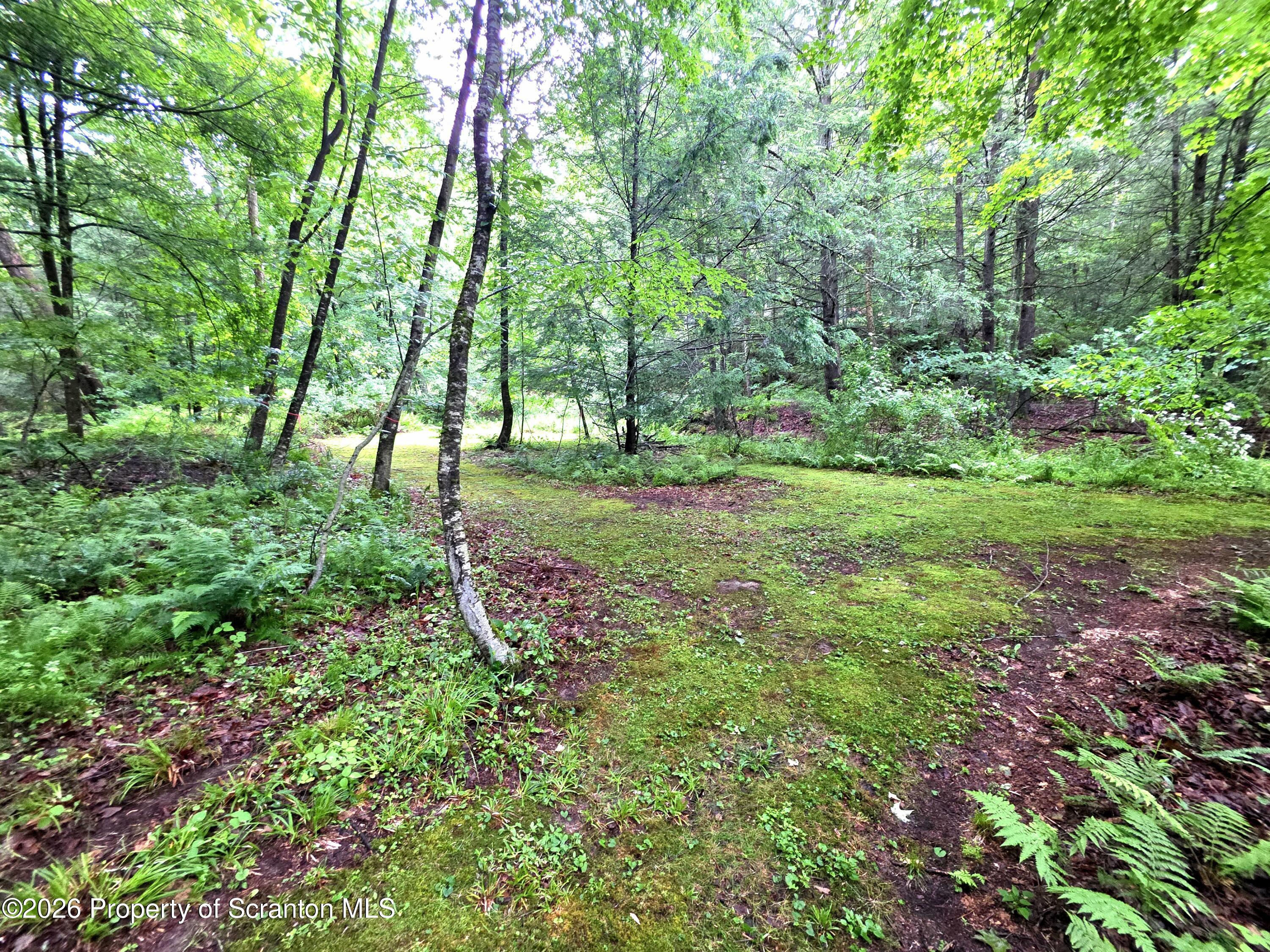 Pratt Hollow Road Nicholson, PA 18446 - Photo 8 of 18 Wooded Clearing