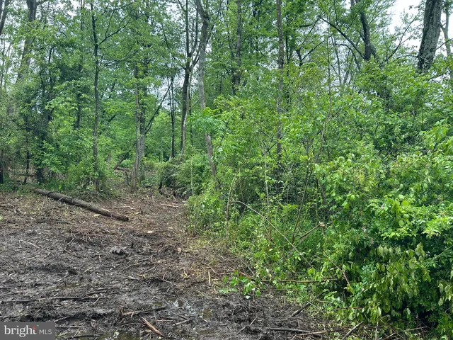 a view of a forest with lots of trees