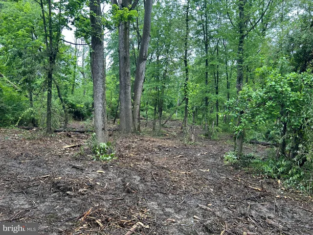 a view of a forest with trees in the background
