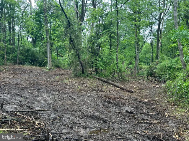a big yard with lots of green space and deers