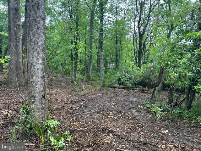 a view of a forest that has large trees