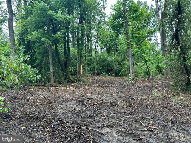 a view of a forest with trees in the background