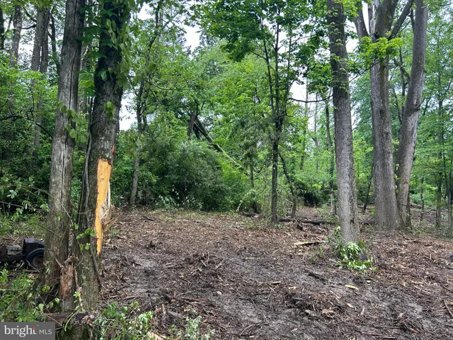 a view of a forest with trees in the background