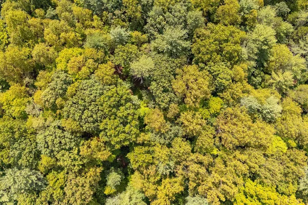 a view of a bunch of trees and bushes