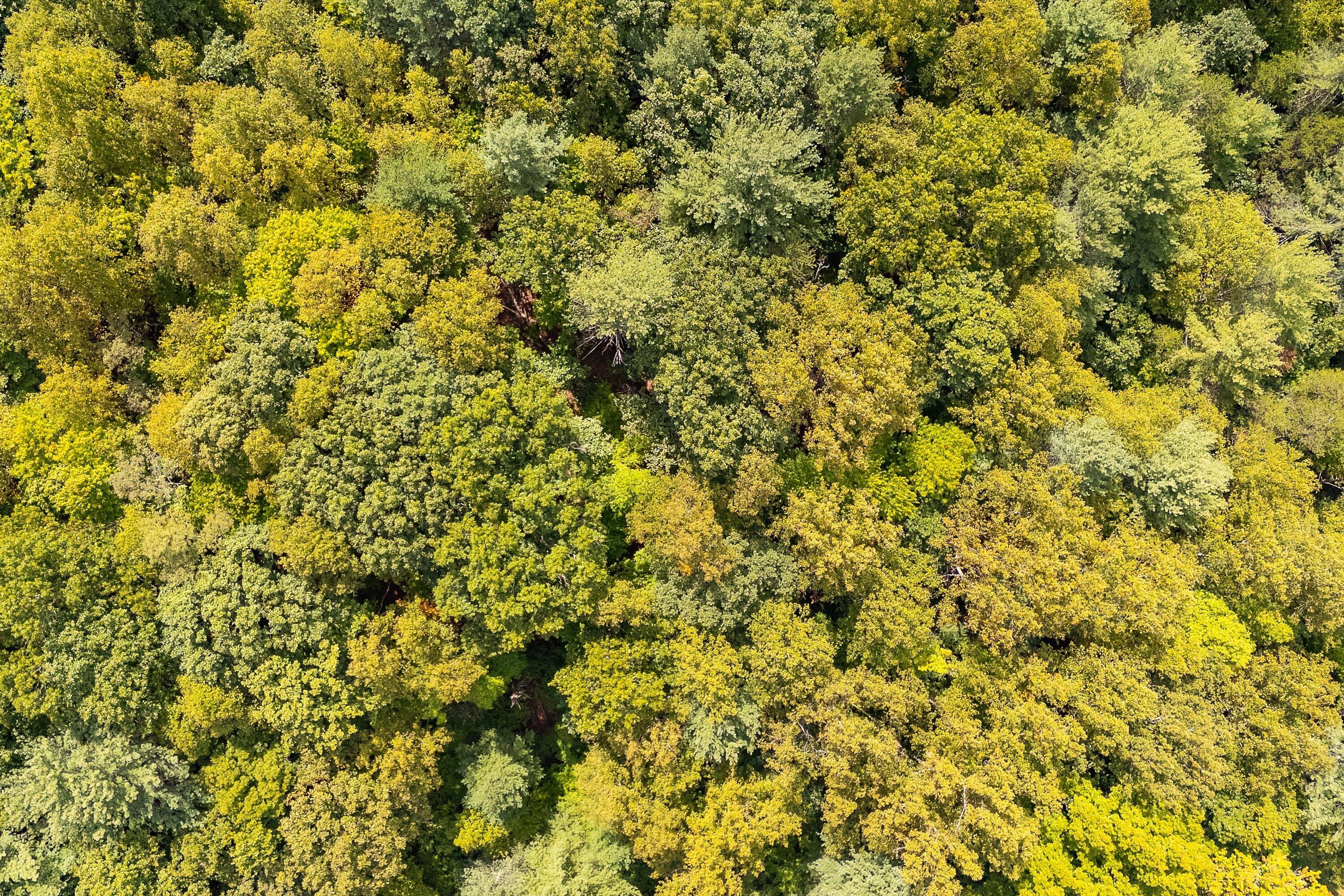 0 Willow Branch Road Boones Mill, VA 24065 - Photo 11 of 25