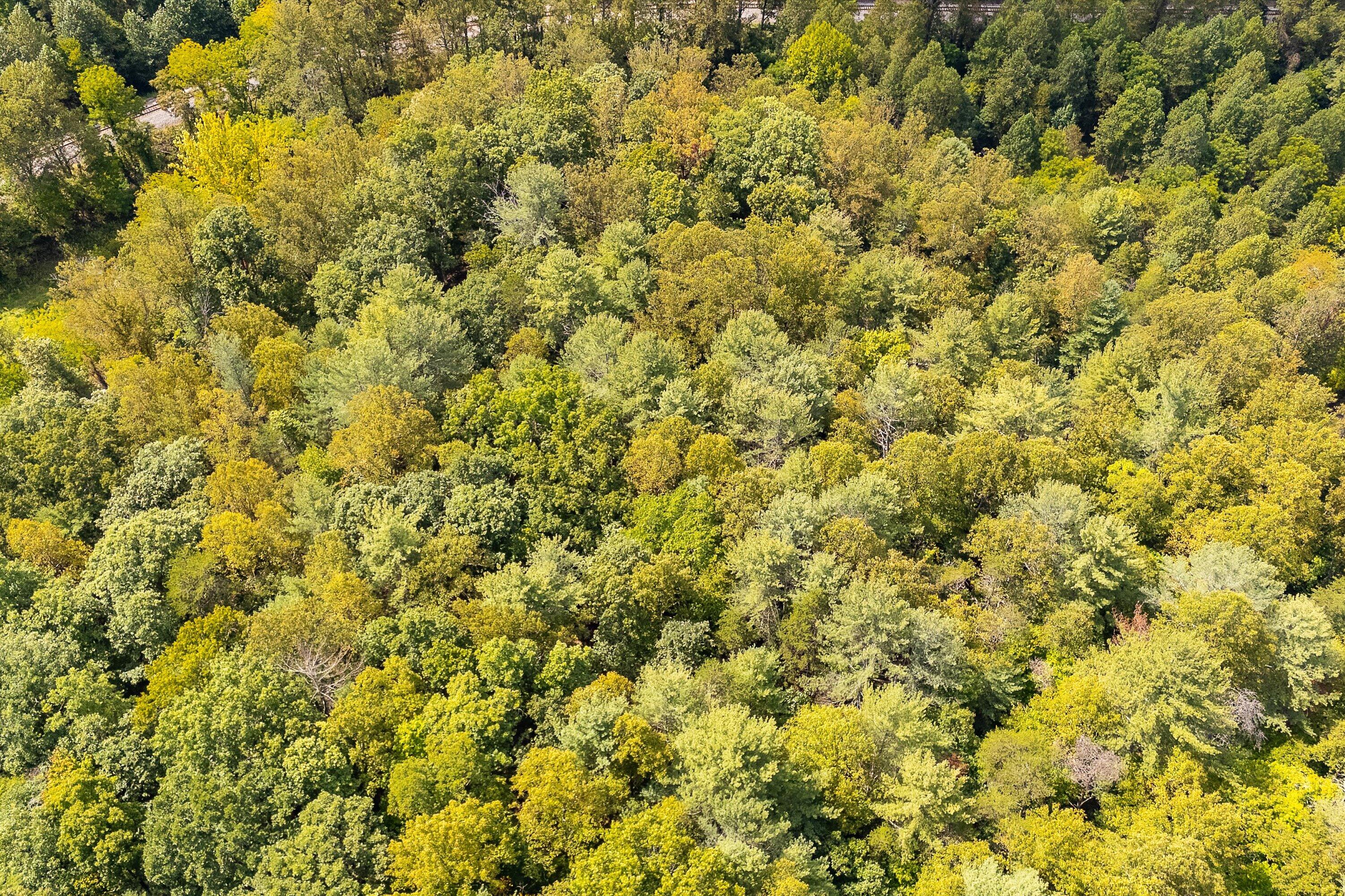 0 Willow Branch Road Boones Mill, VA 24065 - Photo 12 of 25 a view of a bunch of trees and bushes