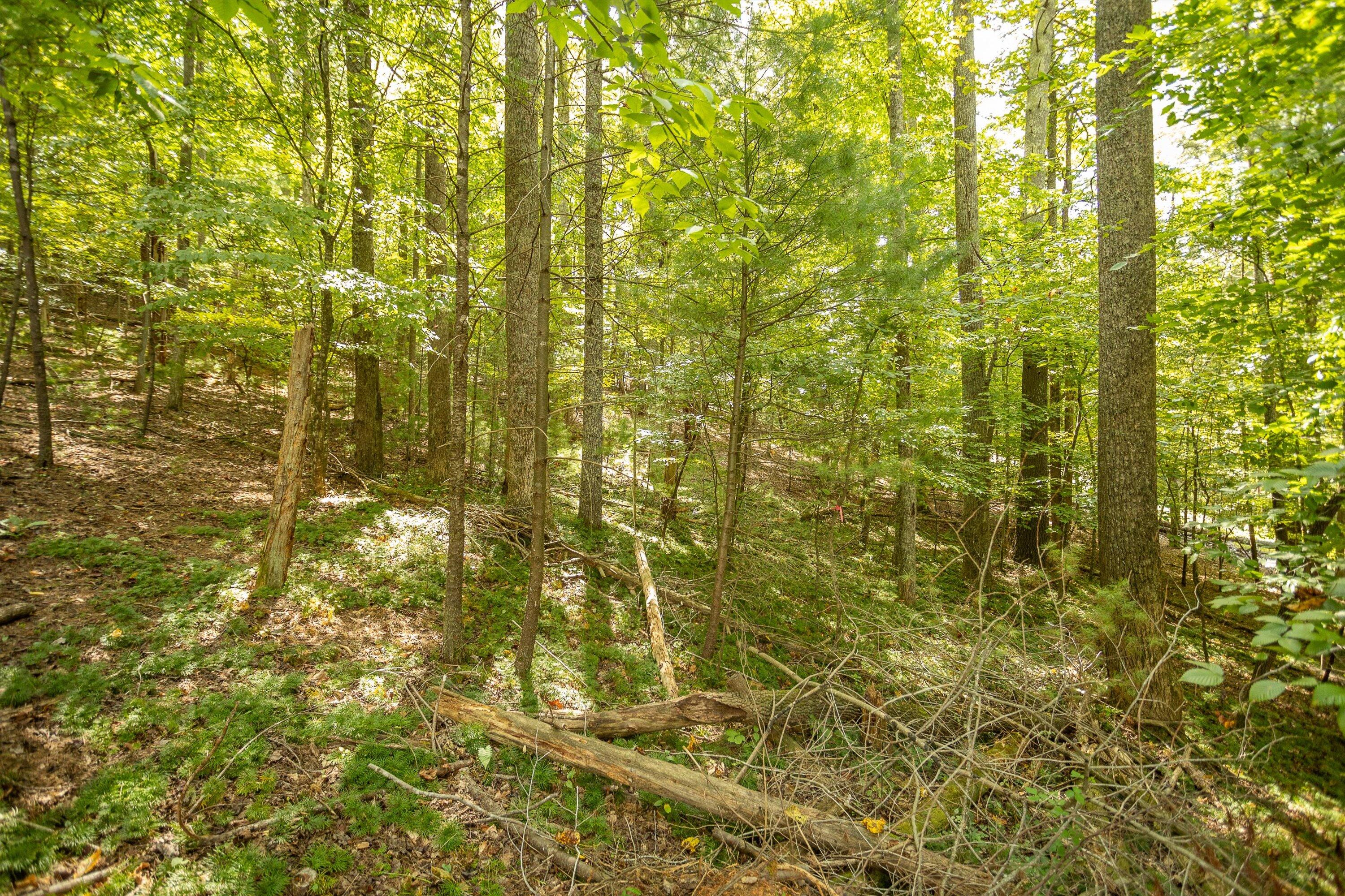 0 Willow Branch Road Boones Mill, VA 24065 - Photo 13 of 25 a view of a yard