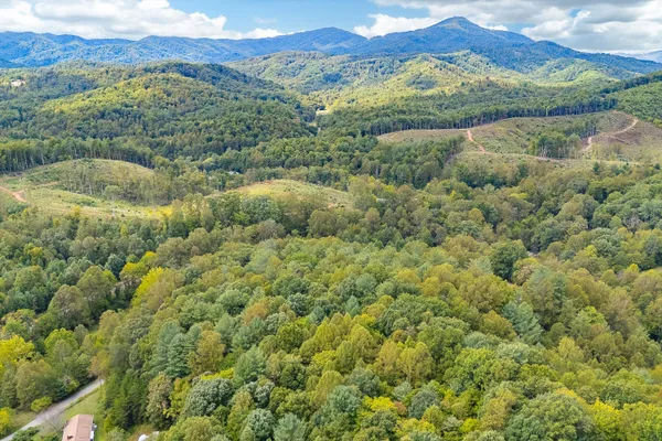 a view of a lush green forest with trees and houses