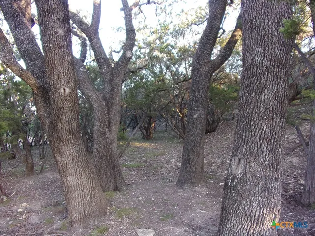 a view of a forest with trees in the background