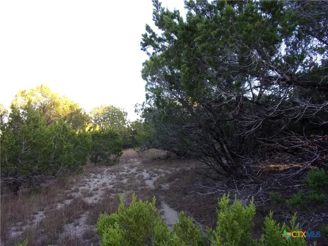 a view of a forest with trees in the background