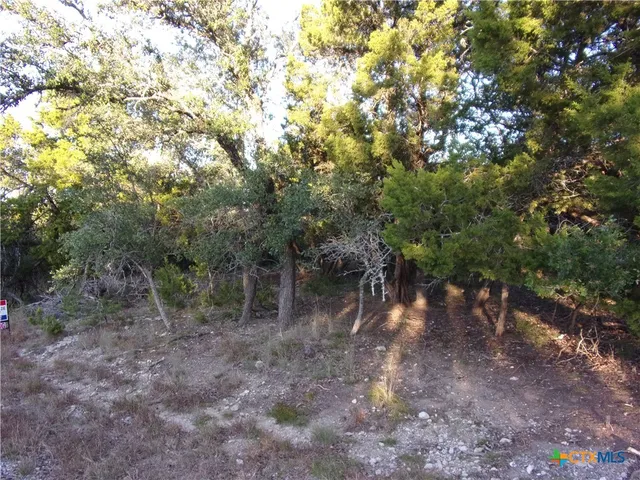 a view of a forest with trees in the background