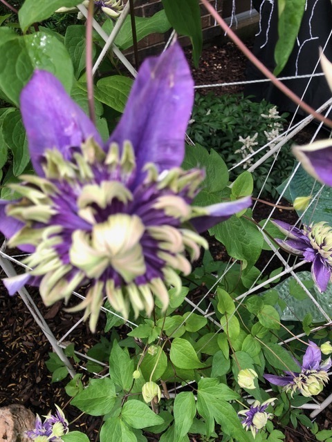 1256 Plum Tree Court, Unit D1 Schaumburg, IL 60193 - Photo 40 of 40 a picture of flowers