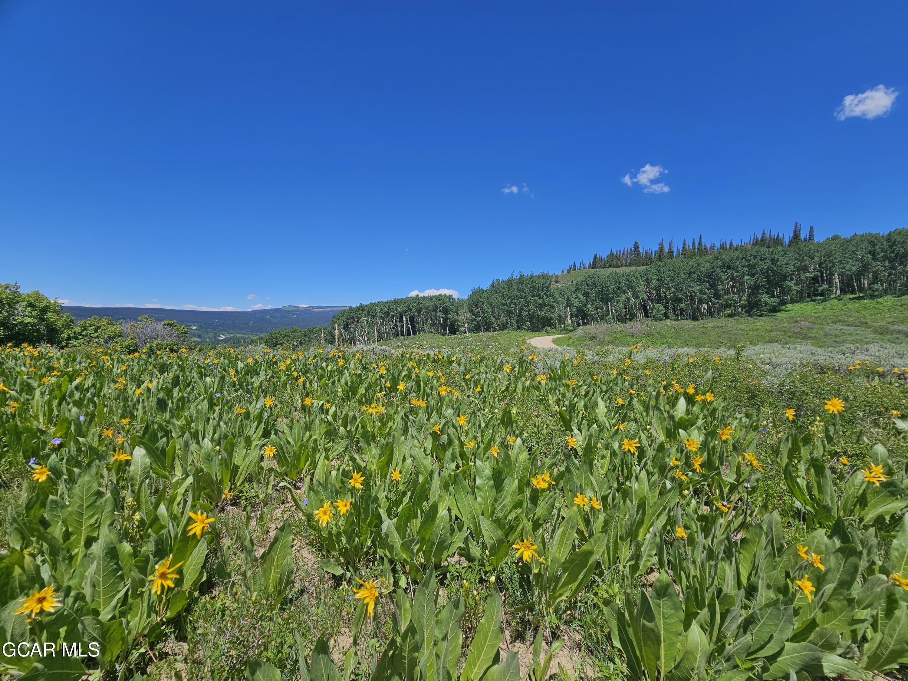 520 Gcr 284 Kremmling, CO 80459 - Photo 6 of 14 a view of a yard with an tree