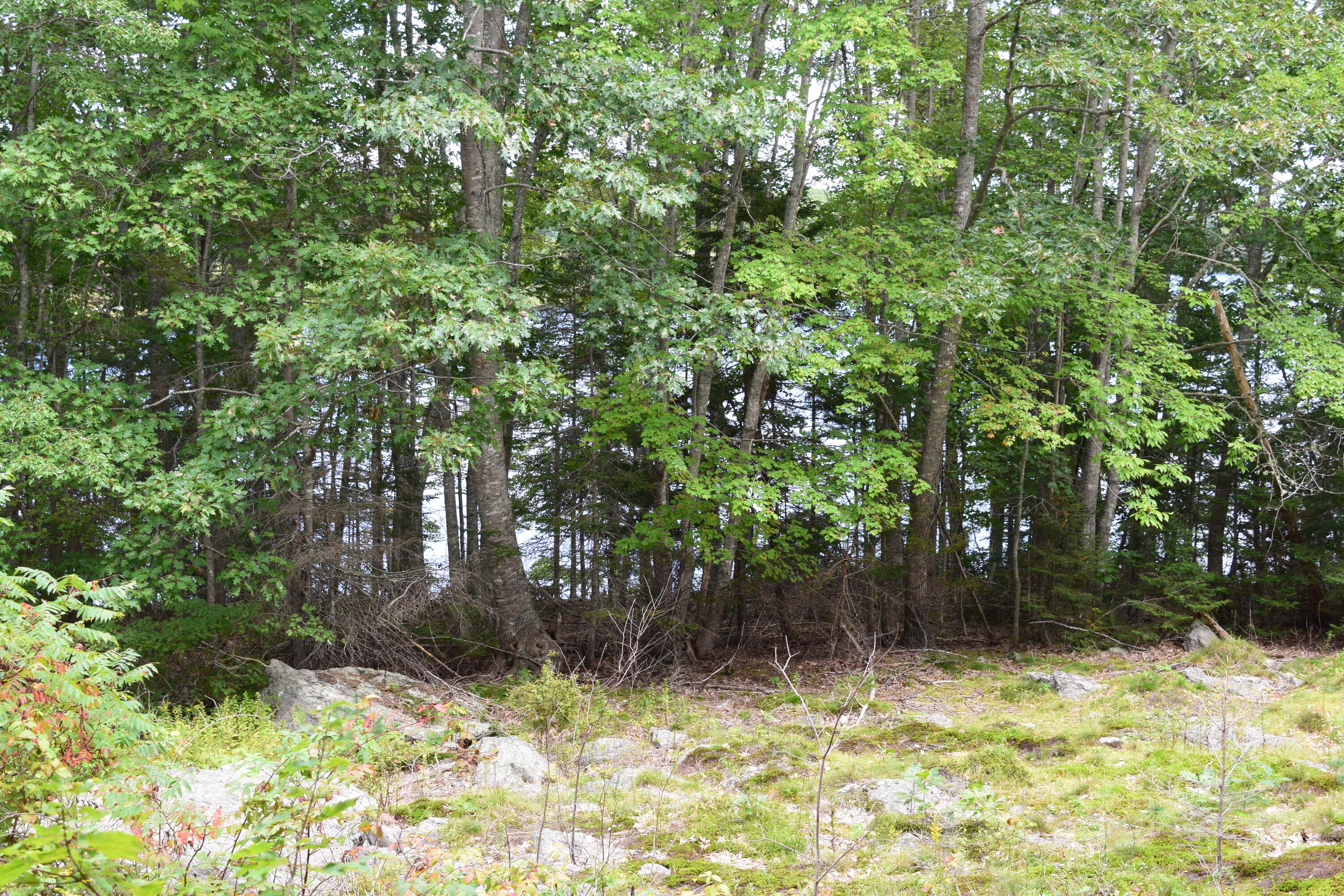 0 Christian Ridge Road Ellsworth, ME 04605 - Photo 13 of 16 DSC_0105