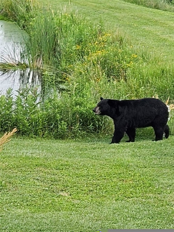 5191 Nipher Road Avoca, NY 14810 - Photo 50 of 50