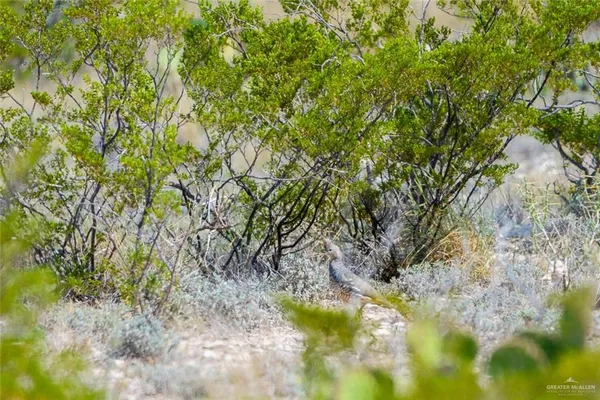 a view of a large trees with lots of bushes