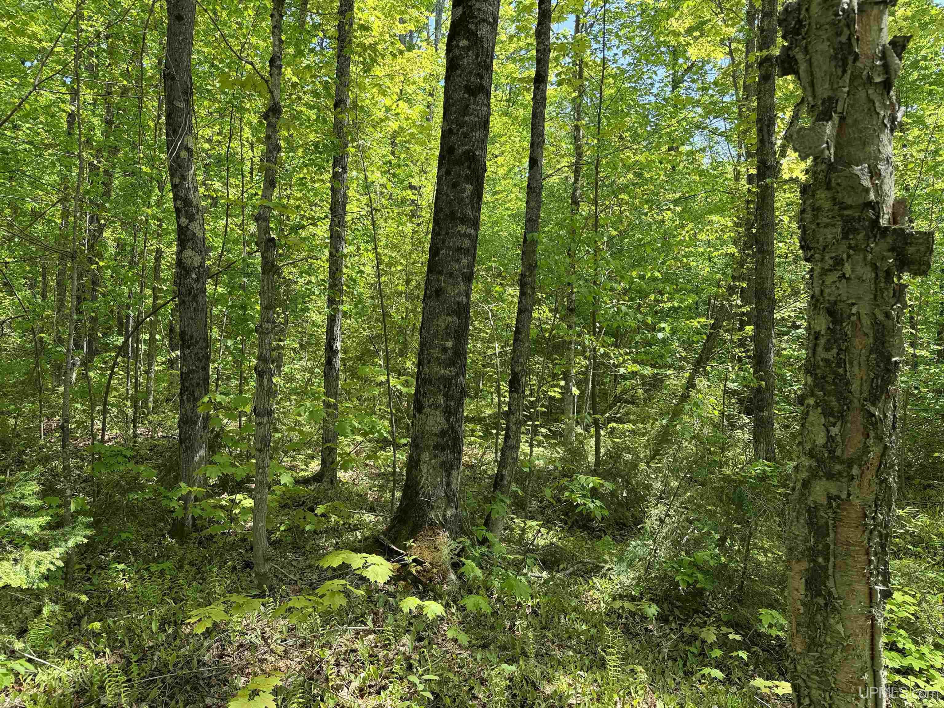 Off East Lake Road Ironwood, MI 49938 - Photo 11 of 30