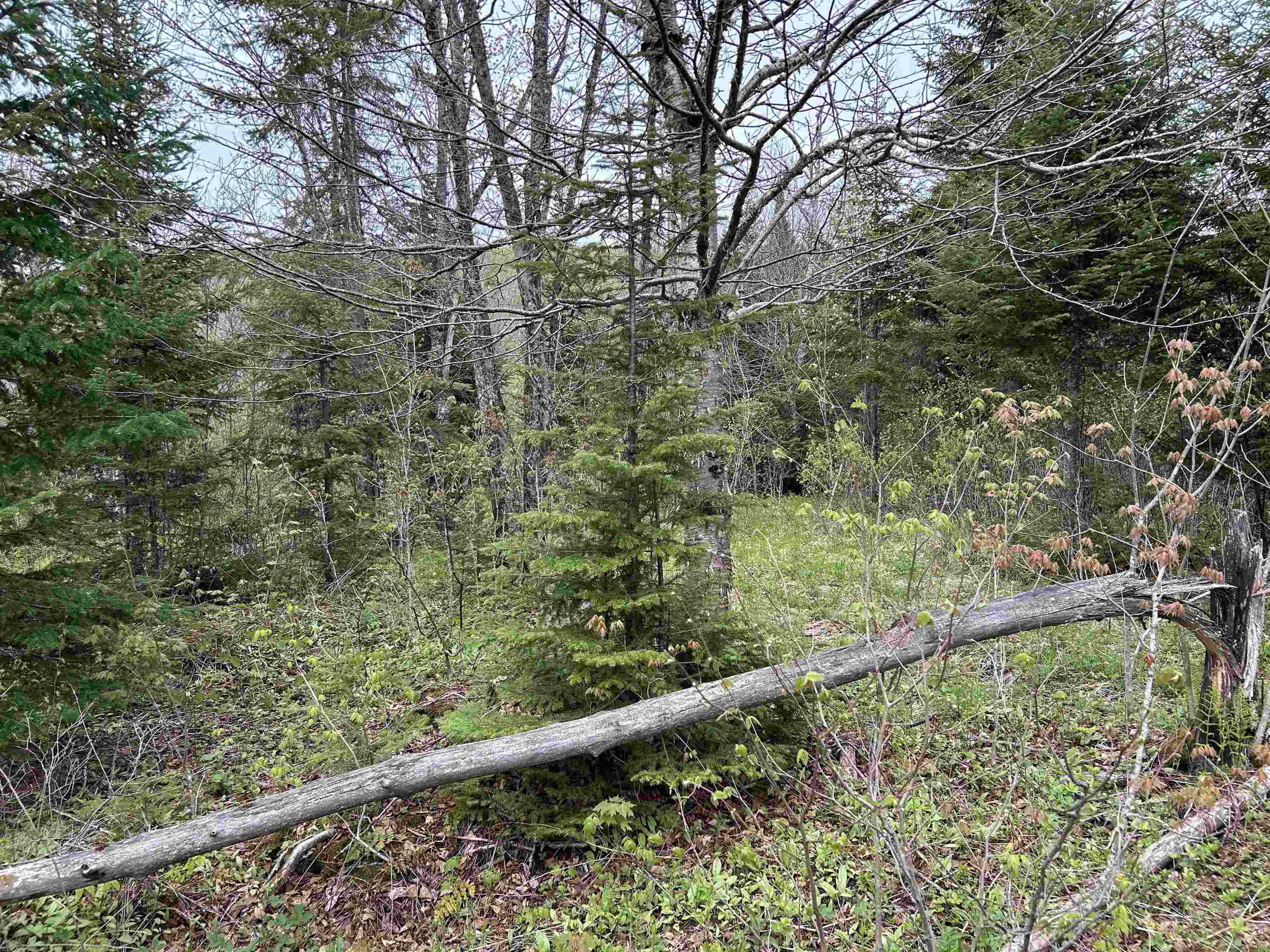 Mapb2-lot16 Dead Water Road Stewartstown, NH 03576 - Photo 4 of 31