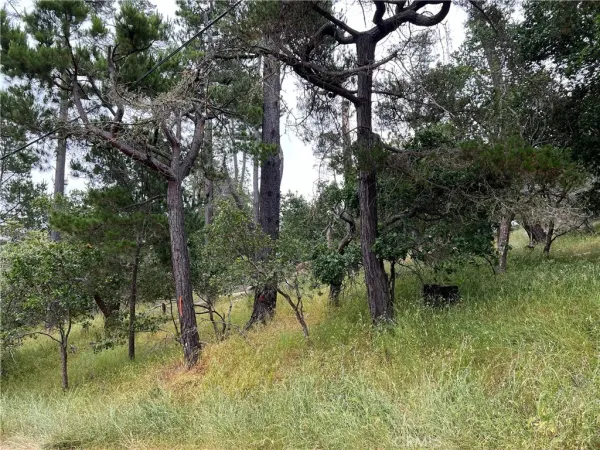 a view of river in the forest