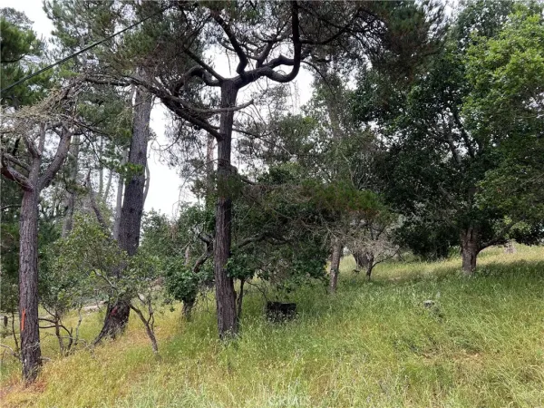 a view of a lush green space