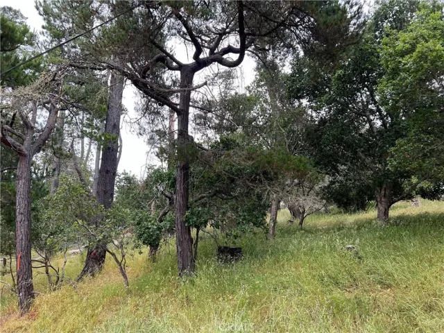 a view of a lush green space