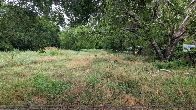 a view of a yard with a tree