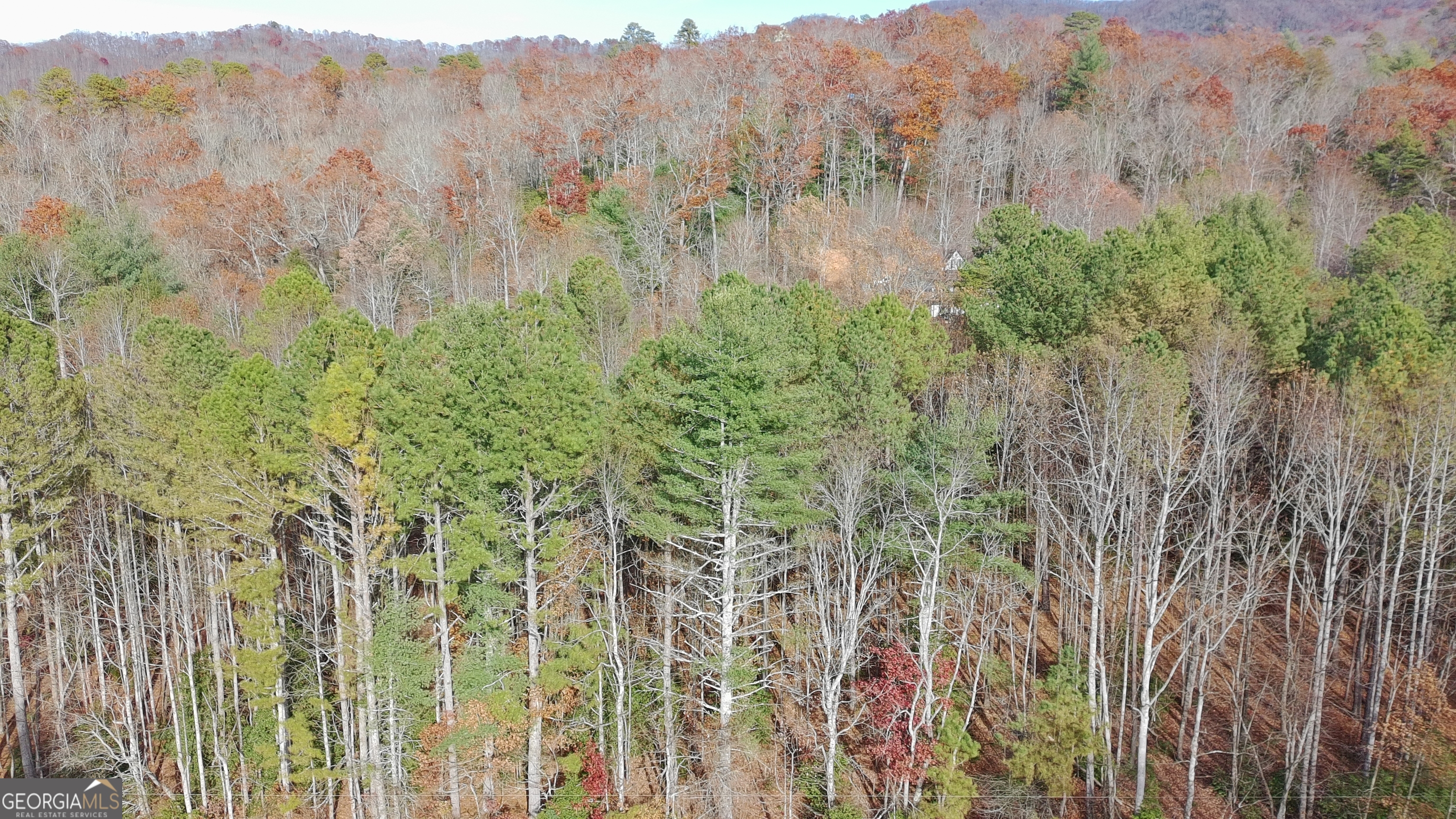 2 Mr Bert Road, Unit 2 Hiawassee, GA 30546 - Photo 6 of 8 a view of a bunch of trees and bushes