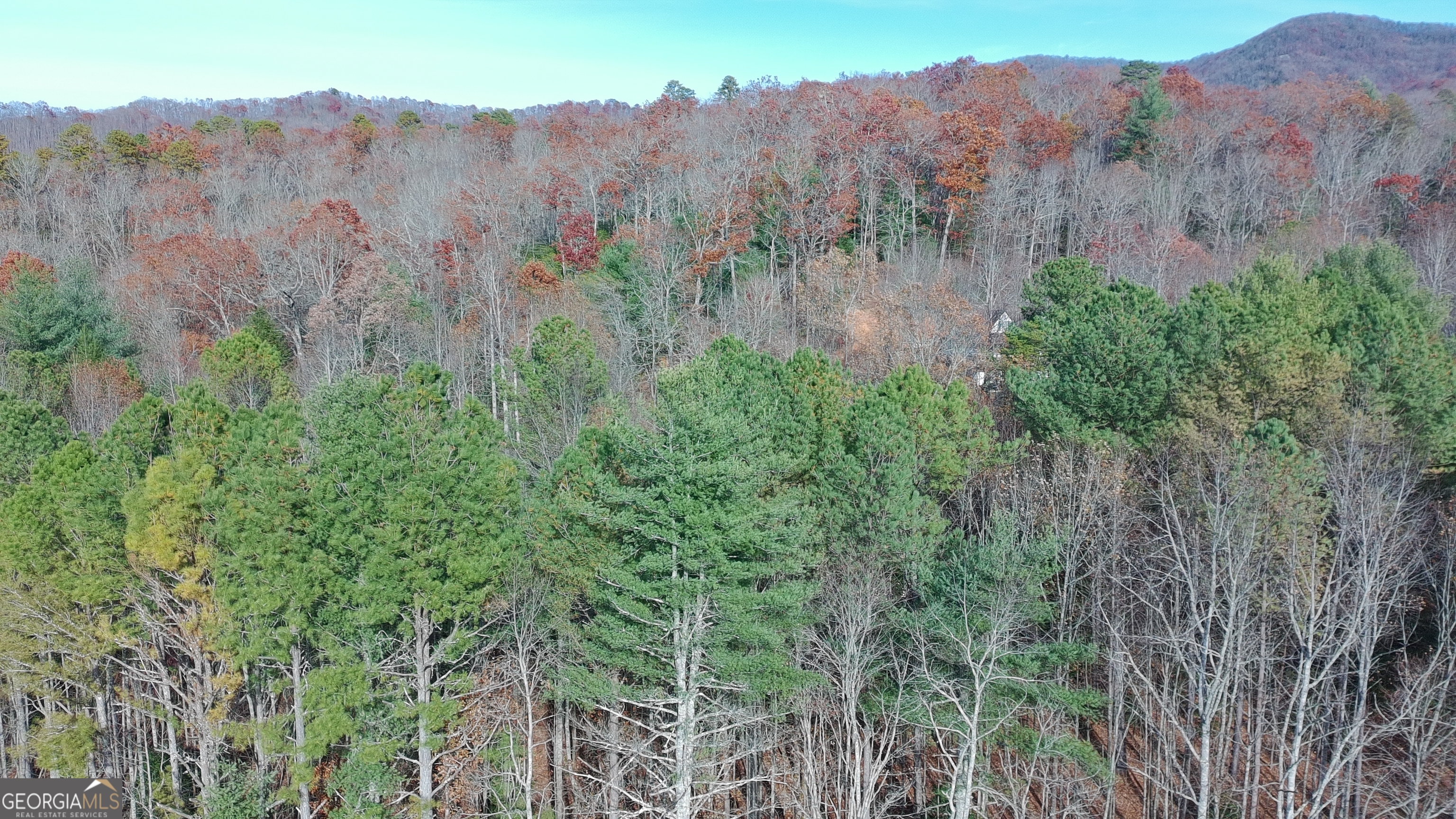 2 Mr Bert Road, Unit 2 Hiawassee, GA 30546 - Photo 8 of 8 a view of a lot of trees and bushes