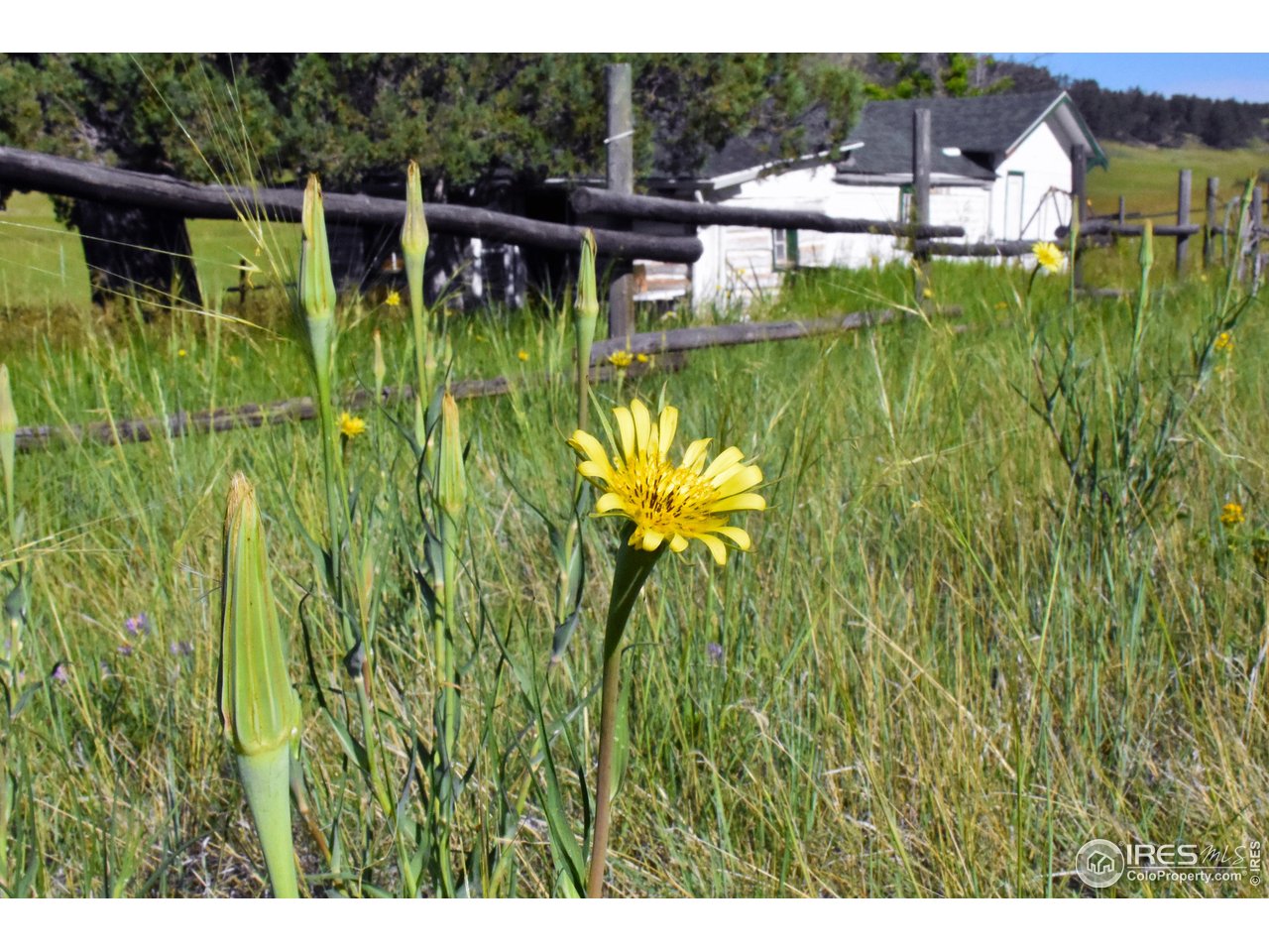 1364 Redbluff Road Livermore, CO 80536 - Photo 13 of 26 a view of a swimming pool with a garden