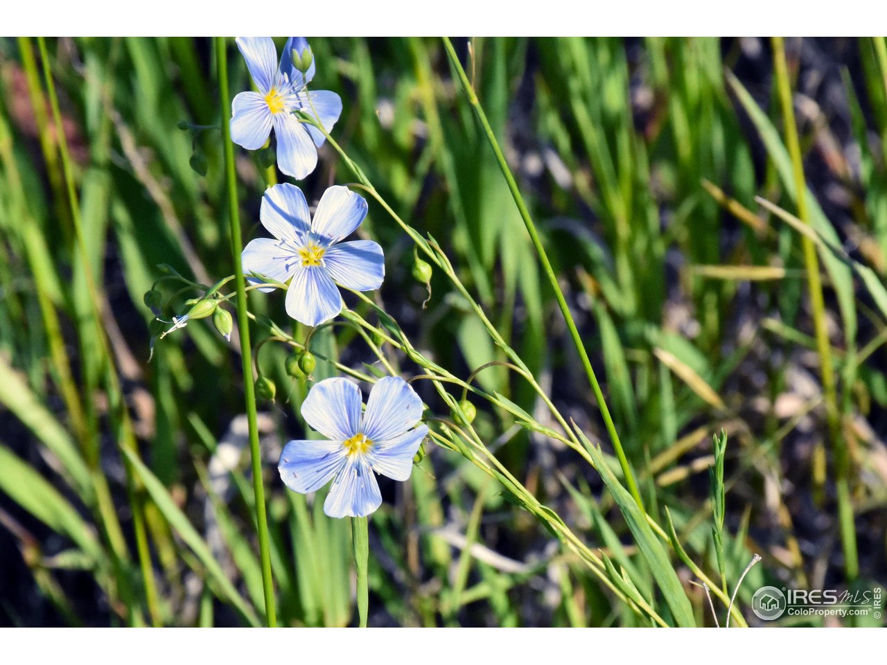 1364 Redbluff Road Livermore, CO 80536 - Photo 7 of 26 a view of a bunch of flowers in a garden