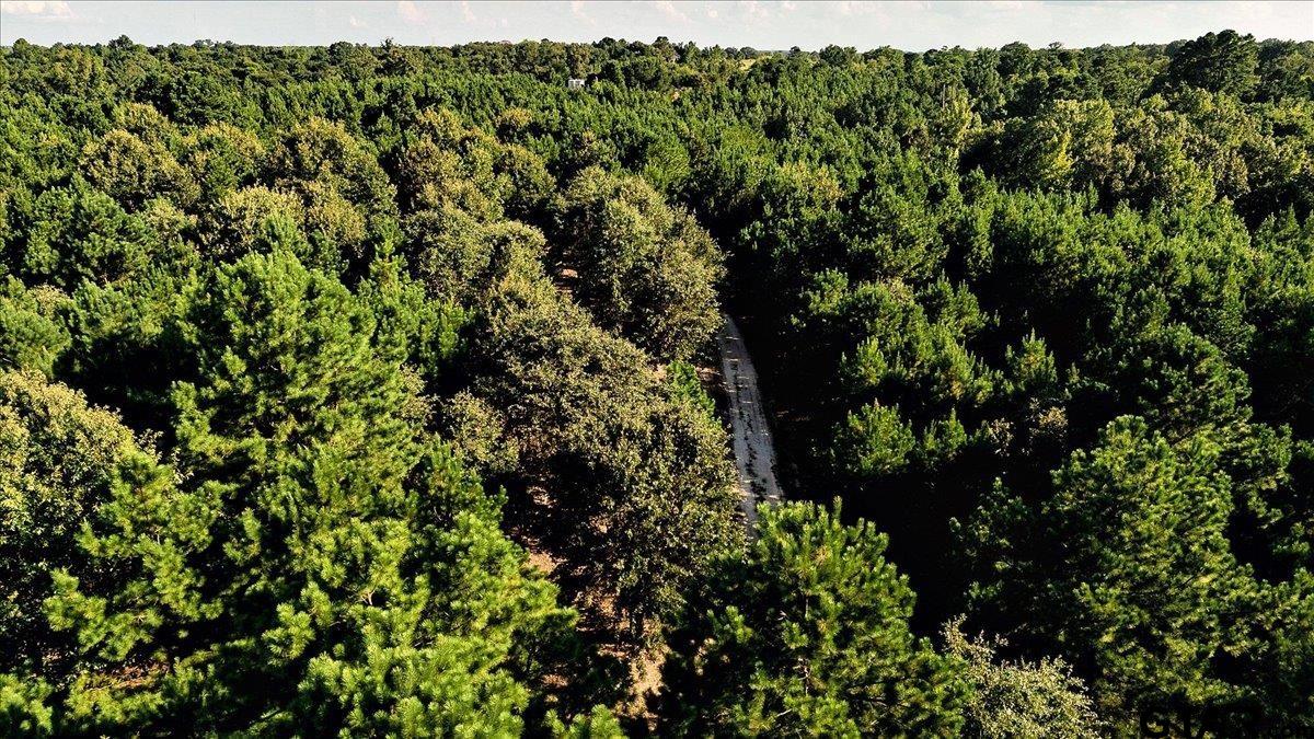 20491 East E Highway Tyler, TX 75705 - Photo 24 of 24 a view of a lush green forest