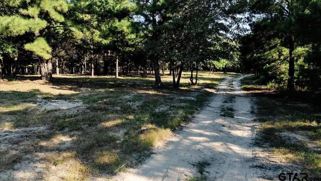 a view of a yard with plants and trees
