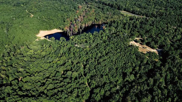 a view of a tree in a forest