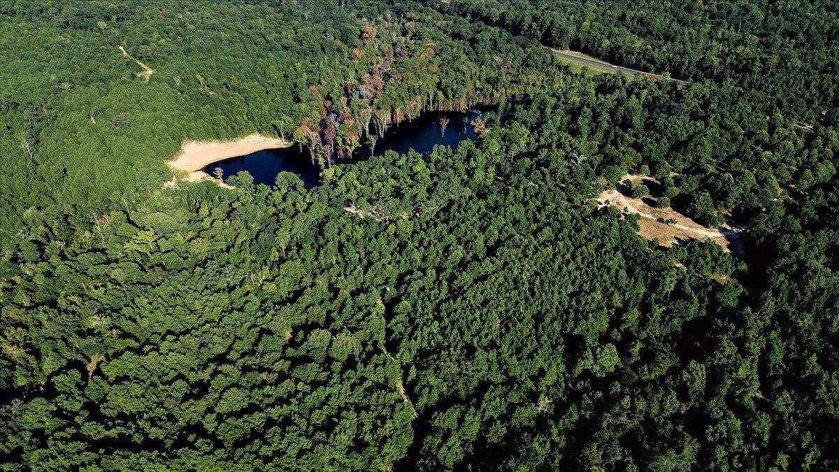 20491 East E Highway Tyler, TX 75705 - Photo 6 of 24 a view of a tree in a forest