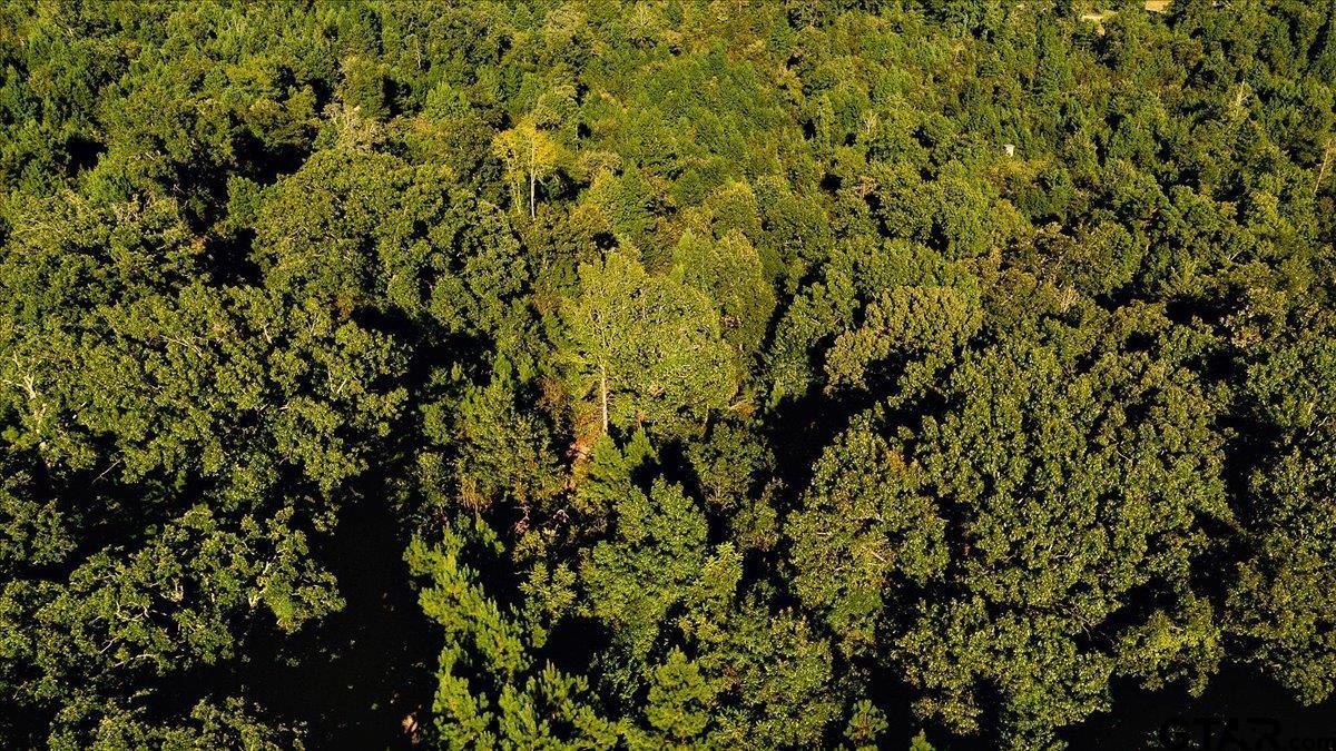 20491 East E Highway Tyler, TX 75705 - Photo 10 of 24 a view of a tree