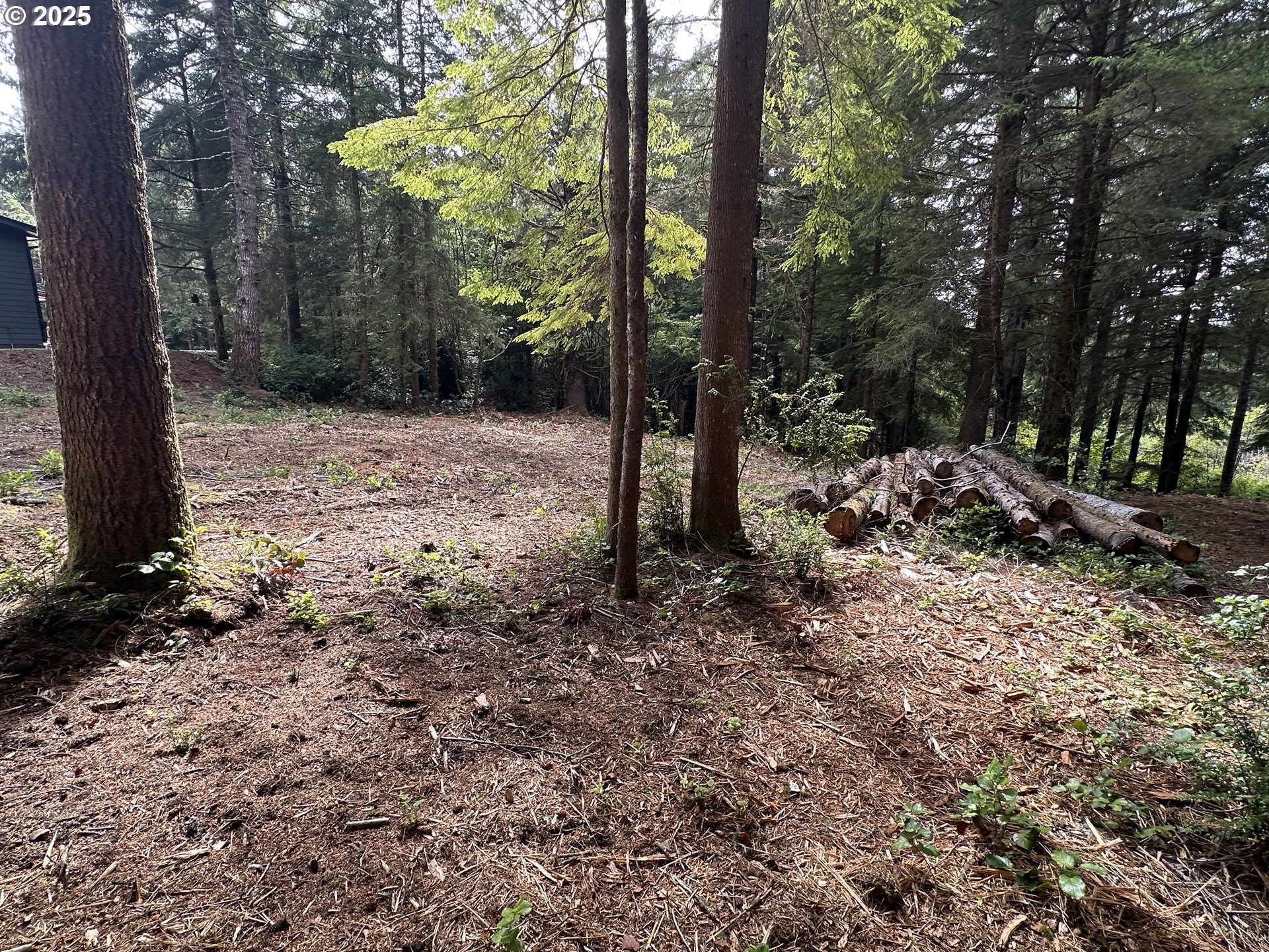 Summerbell Drive Florence, OR 97439 - Photo 11 of 18 a view of a forest filled with trees