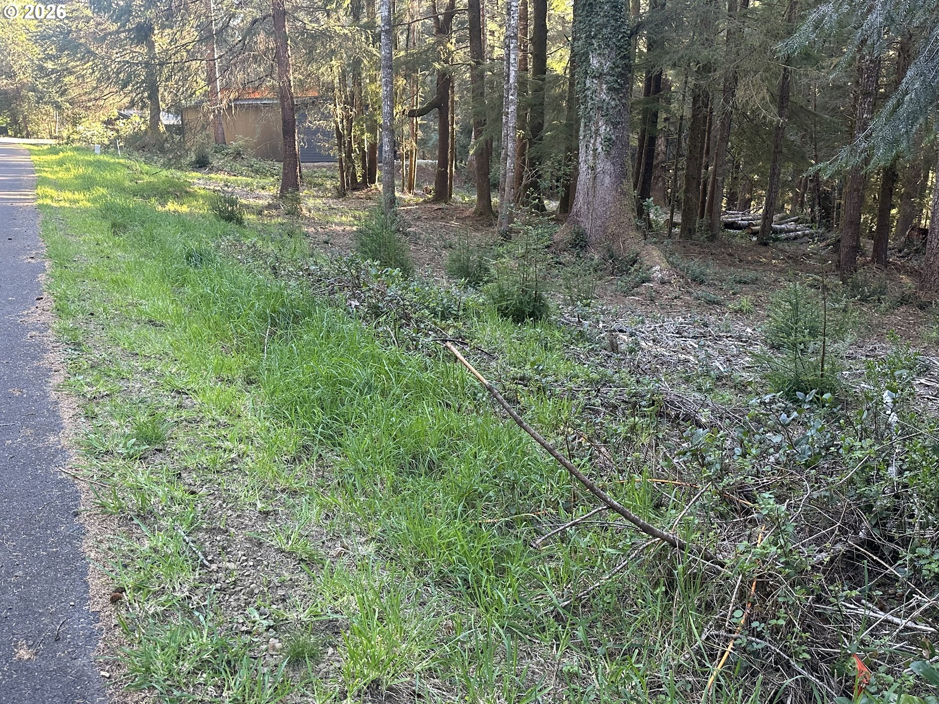 Summerbell Drive Florence, OR 97439 - Photo 15 of 18 a view of a forest with trees