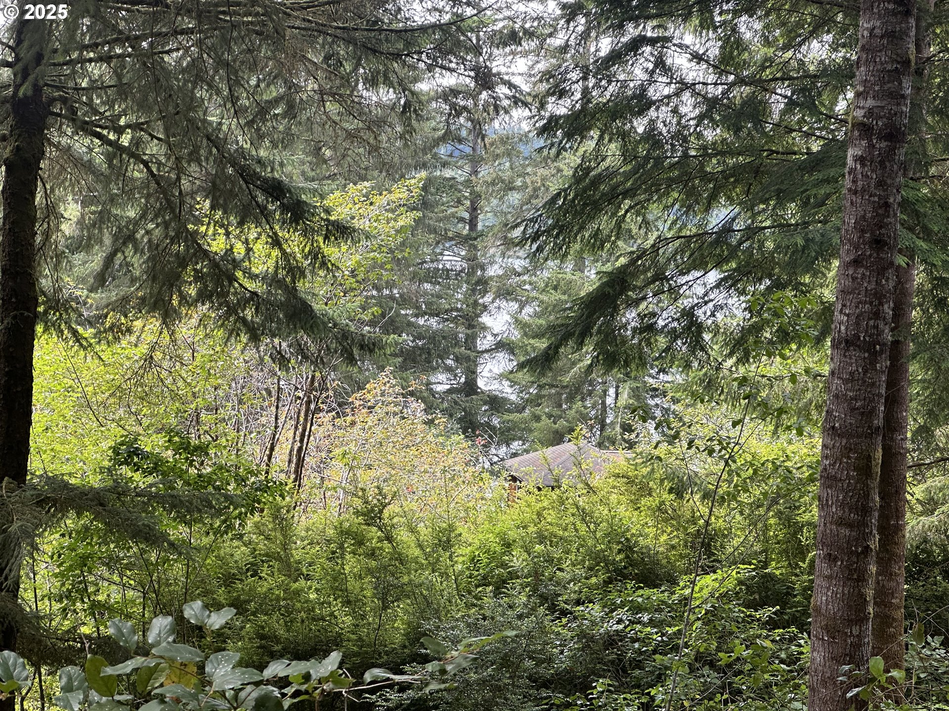 Summerbell Drive Florence, OR 97439 - Photo 2 of 18 a view of a tree in a yard