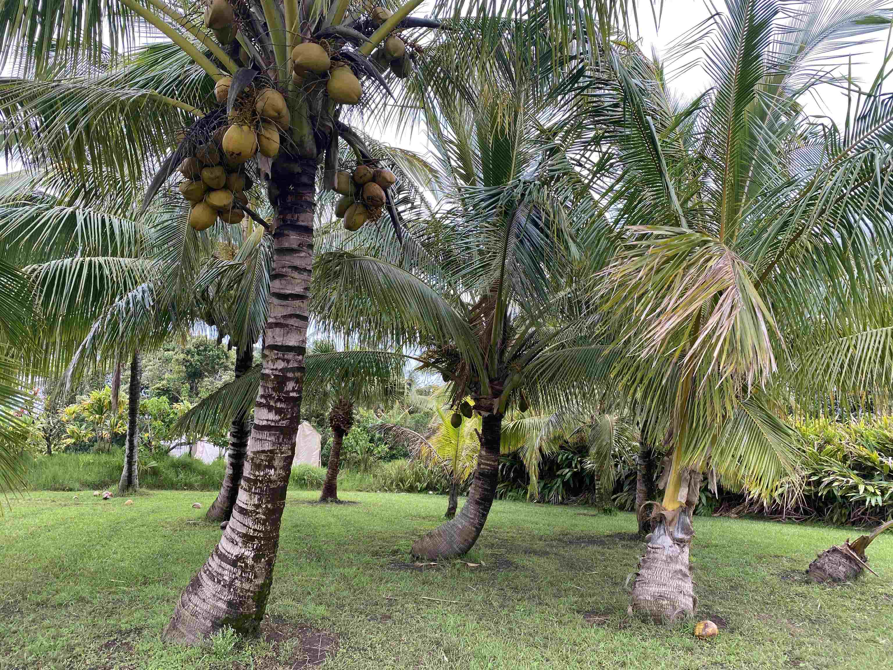 51 West Waipio Road Haiku, HI 96708 - Photo 45 of 50