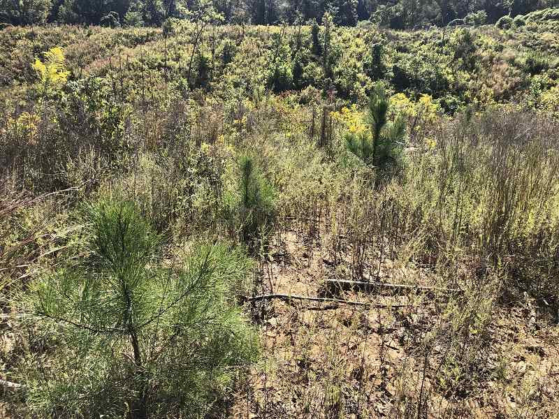 Rockport Road Lexington, MS 39095 - Photo 1 of 8 Photo 1