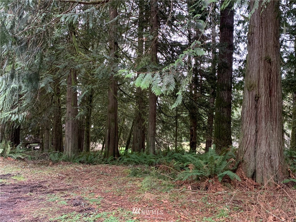991 Lords Lake Loop Road Quilcene, WA 98376 - Photo 34 of 34 a view of outdoor space and tree
