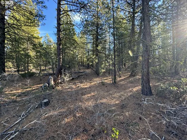 a view of a forest with trees in the background