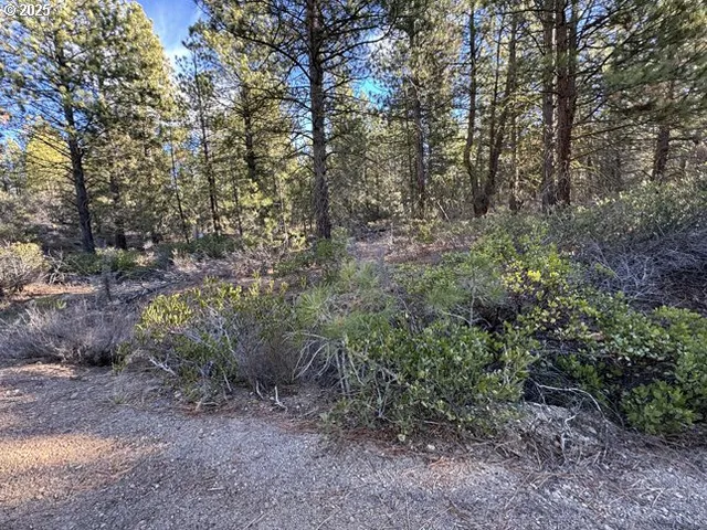 a view of a forest with large trees