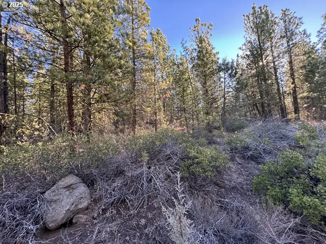 a view of a forest with trees in the background