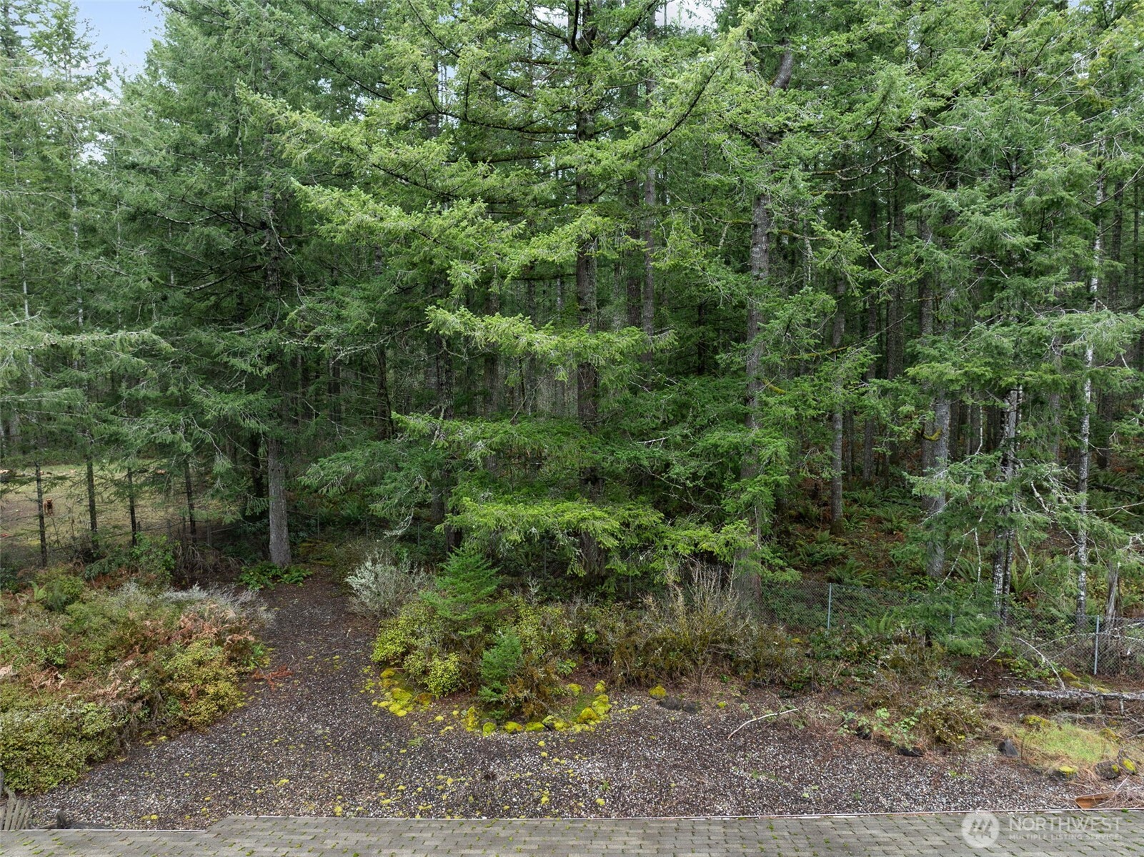 29722 Southeast Kent Kangley Road Ravensdale, WA 98051 - Photo 25 of 28 a view of a forest filled with trees
