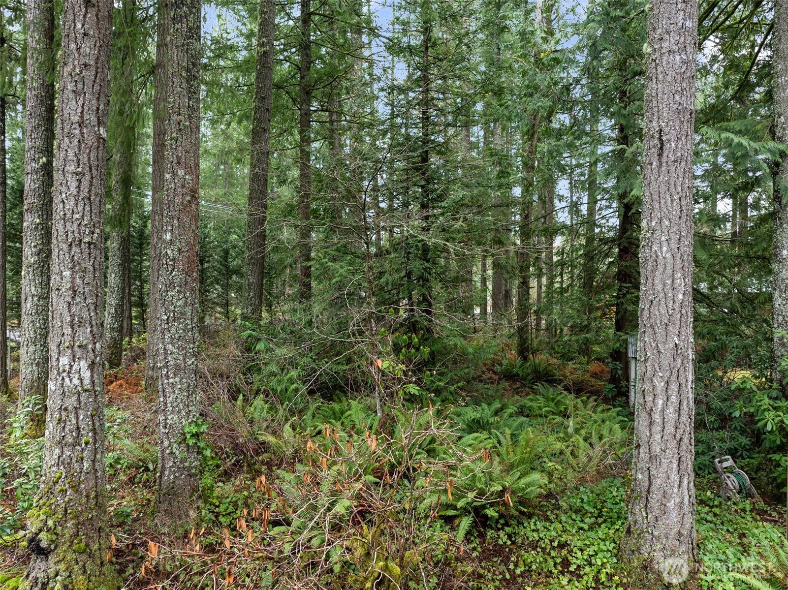 29722 Southeast Kent Kangley Road Ravensdale, WA 98051 - Photo 26 of 28 a view of a lush green forest