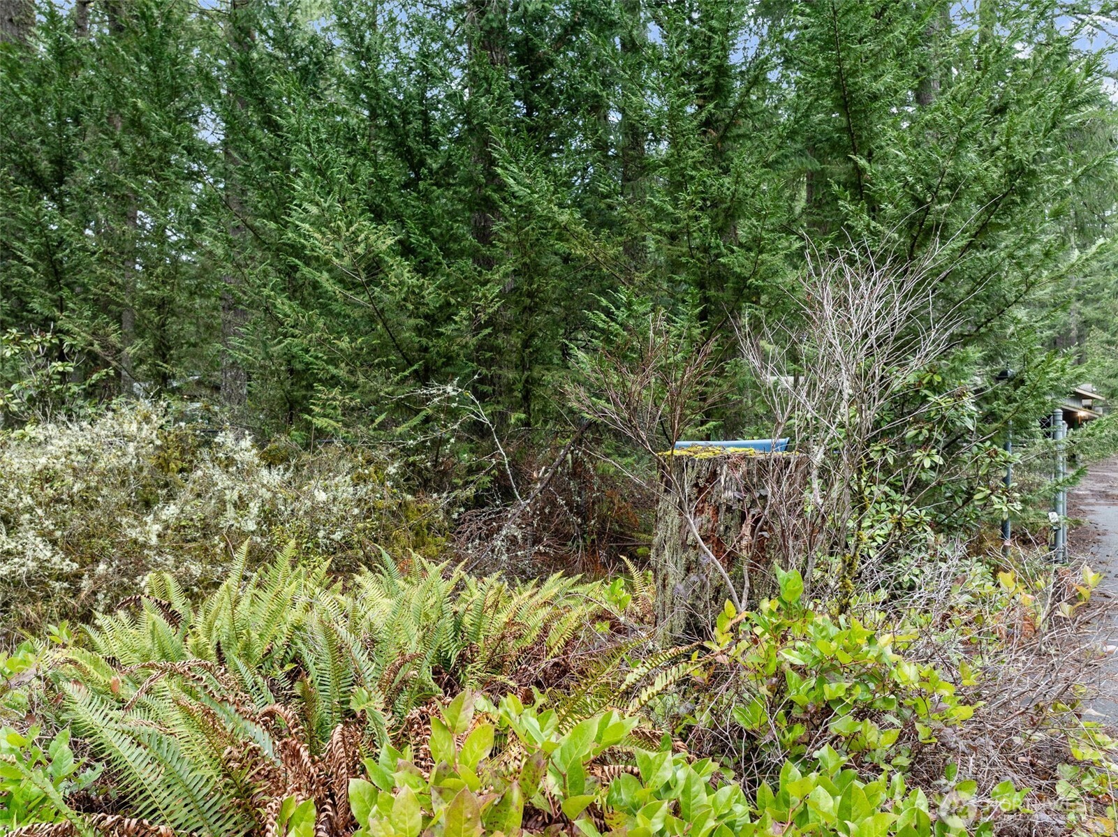 29722 Southeast Kent Kangley Road Ravensdale, WA 98051 - Photo 27 of 28 a view of a large yard with plants and large trees